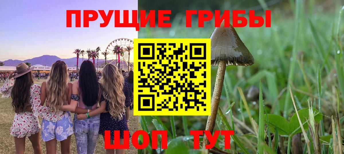 Псилоцибиновые грибы Psilocybe  Галлюциногенные грибы Psilocybe  как найти наркотики  Вход с VPN  Малгобек 